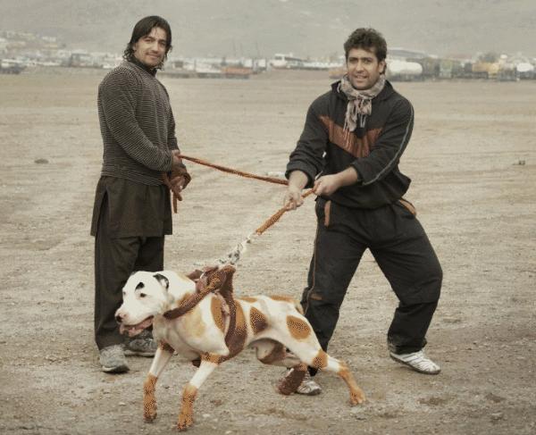 سگ افغانی بانوی بهار