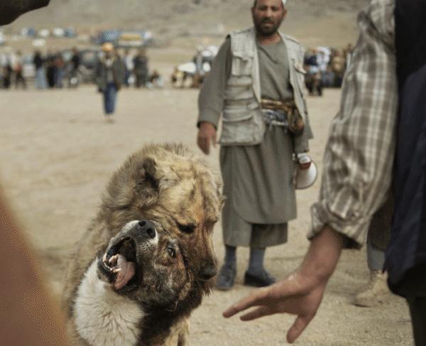 سگ افغانی بانوی بهار