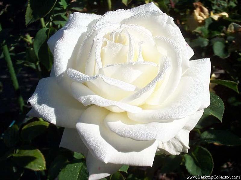 گل رز سفید _ghasedak_