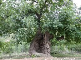 درخت گردو در مرزاباد با بیش از یک قرن سن الناز33
