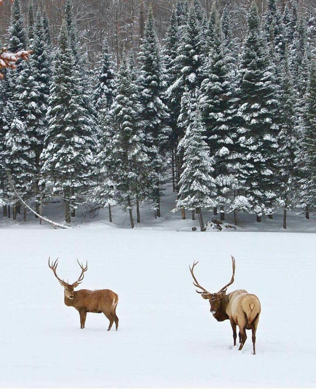 طبیعت زیبا و بکر زمستانی در منوبلو واقع در کبک     کانادا **abdolla**