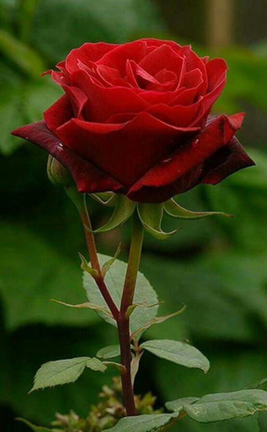 نام علمي : Rosa hybrida نام انگليسي : Rose گل رز بعنوان ملکه گلها از زمان عهد باستان مورد توجه بشر بوده است. در آن موقع استفاده هاي داروئي آن بيشتر مورد فاطمه 1381