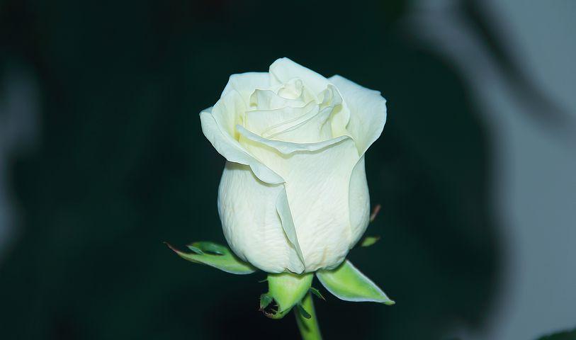 گل رز سفید فاطمه 1381