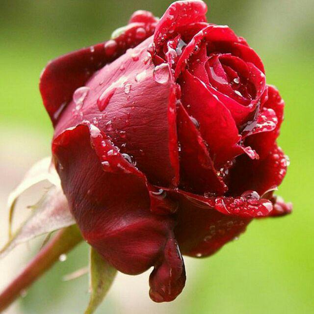 گل سرخ زیبا Khazan bushehr