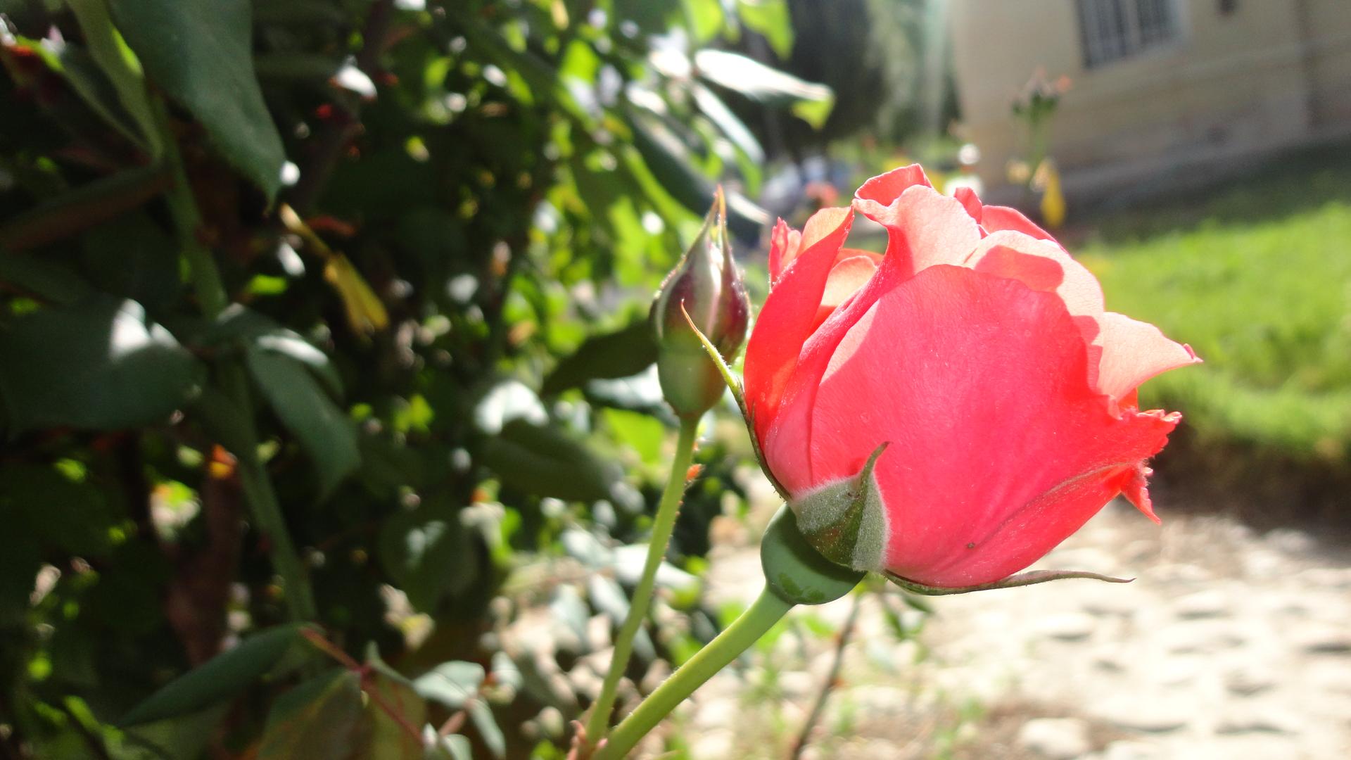 گل رز پینار