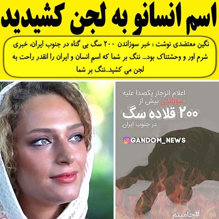 اتش زدن 200 سگ در ایران |خبر فوری سوزاندن 200سگ در جنوب ایران به گزارش اورداپ 200سگ بی گناه در جنوب ایران در اتش سوزانده شد کامی سیتی