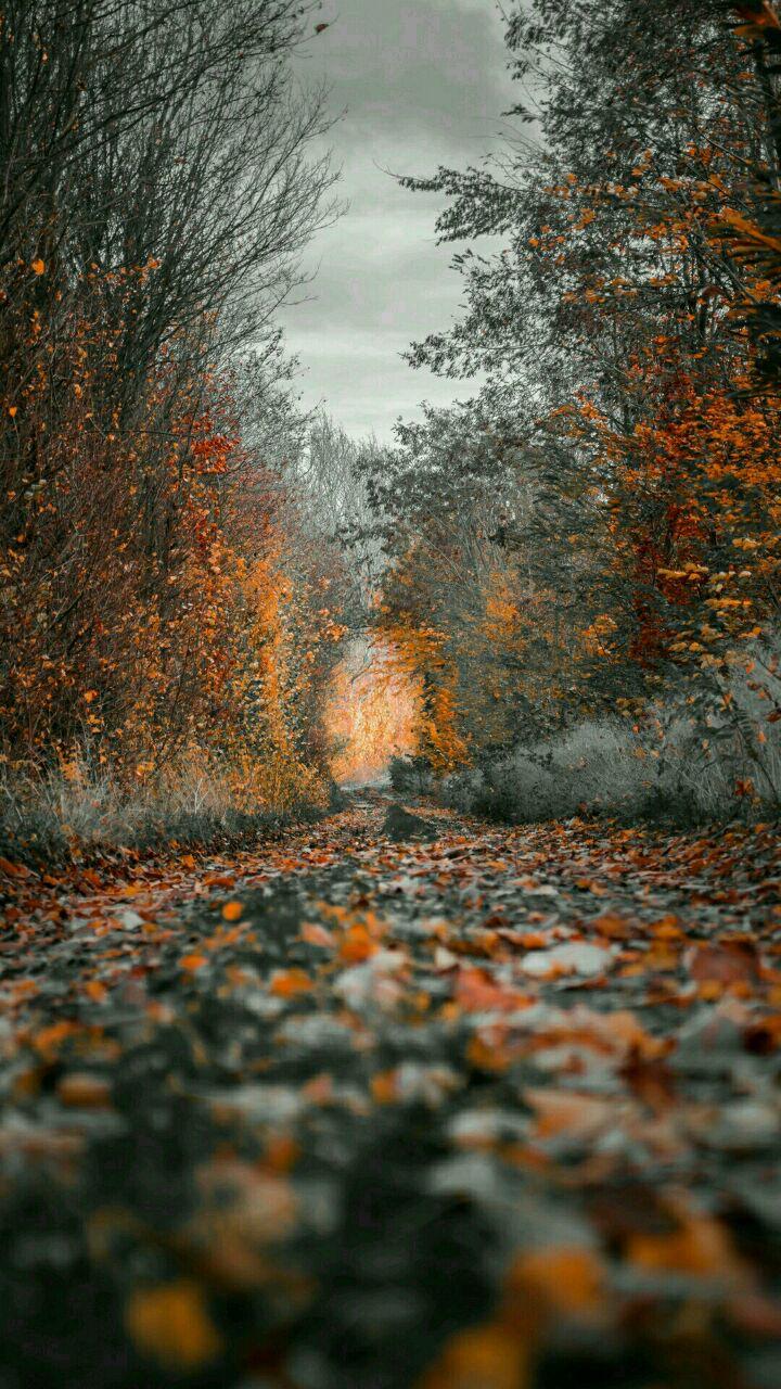 پاییز ... عزیز دُردانه ی فصل هاست سوگُلی دل های عاشق فصل باران های زود به زود بوسه های خیس و چترهایی که عشق را خوب می فهمند .. b.a.h.ar