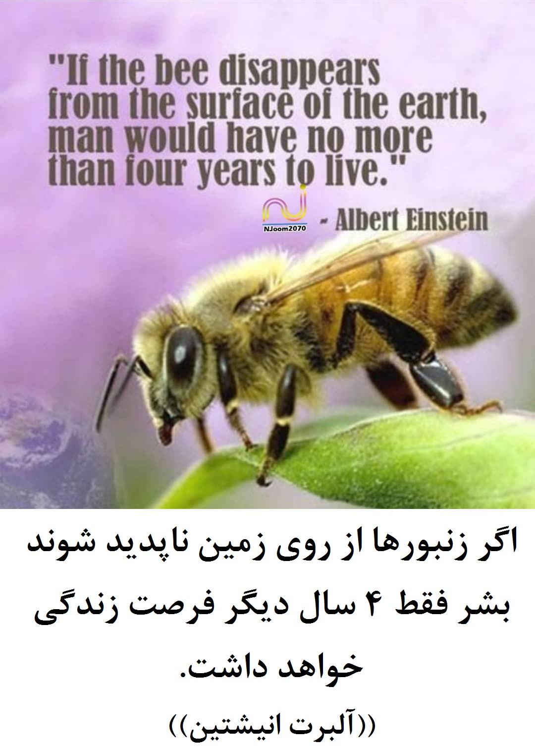 زنبورها باعث ماندگاری انسانها 