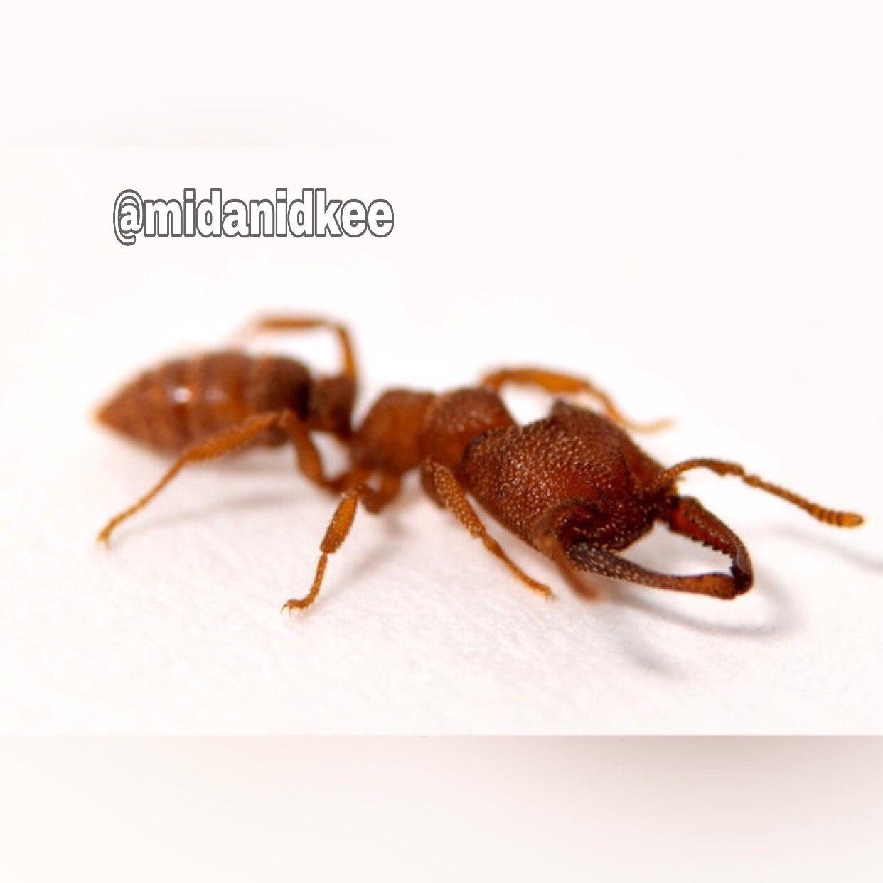 این نوع "مورچه دراکولایی" فِرز و سریع‌ترین موجود دنیاست!  این مورچه میتونه آرواره‌هاش رو با سرعت 200 مایل بر ساعت به هم بزنه که 5000 هزار با 