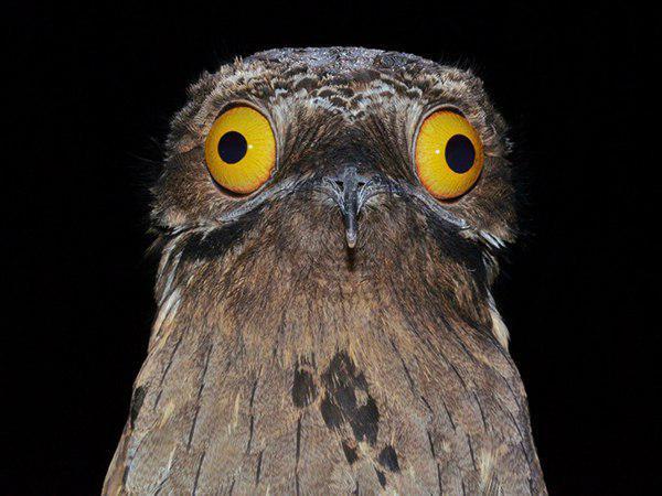 این پرنده خنده‌دار با چشم‌های باباغوری اسمش ننه‌من‌غریب هستش  میدونید دلیلش چیه؟ به این خاطر که این پرنده آوازی شکایت‌آمیز و ترحم‌برانگ جواطی