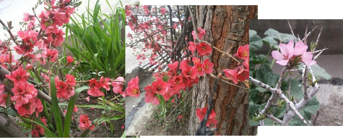 گل به ژآپنی و درختچه میخی الناز33