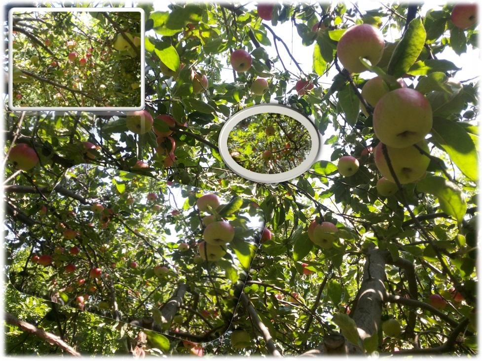 سیب باغ الناز33 اورداپ الناز33