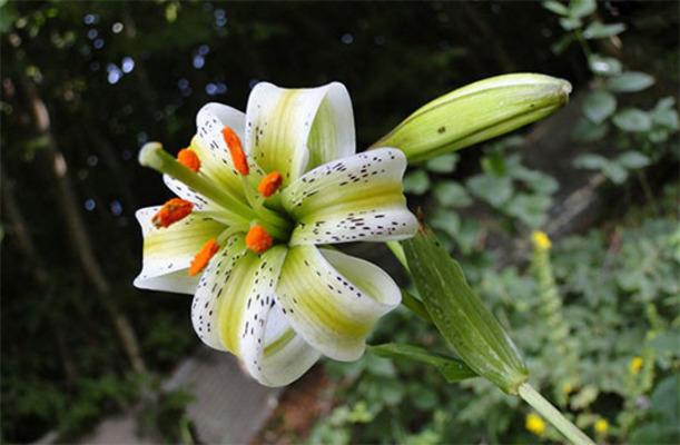گل سفید با خال های سیاه محسن 123
