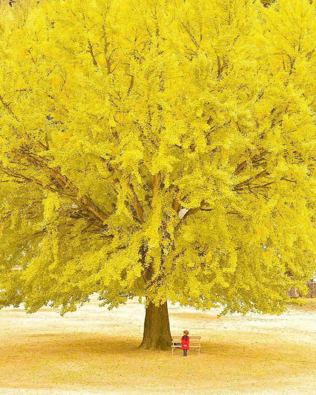 پاییز طلایی توکیو، ژاپن **abdolla**