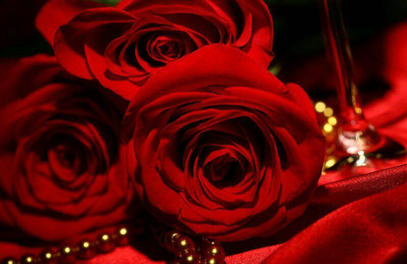 # گل های زیبای رز قرمز Khazan bushehr